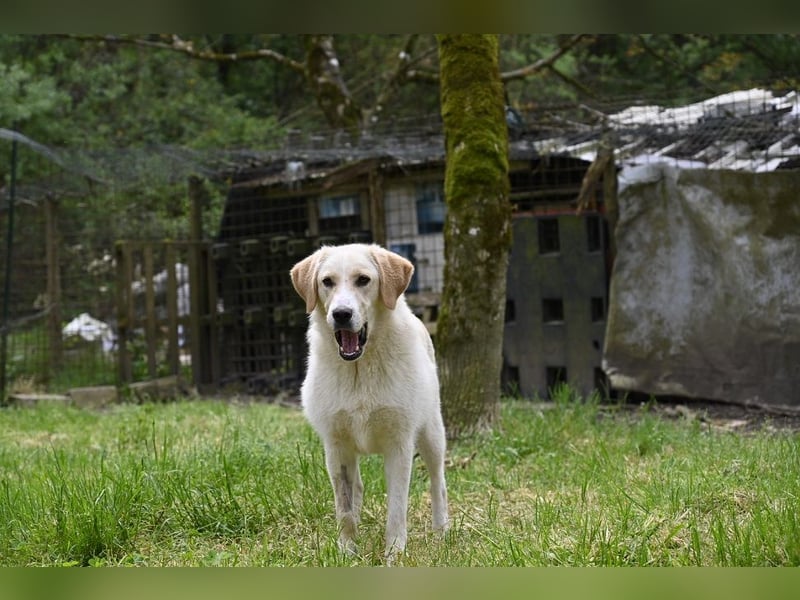 Hillary - Schüchternes Karamellöhrchen sucht Zuhause