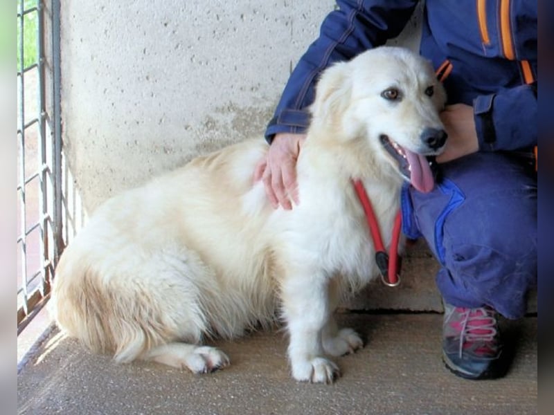 Ricoardo - Kleiner Hund ganz groß