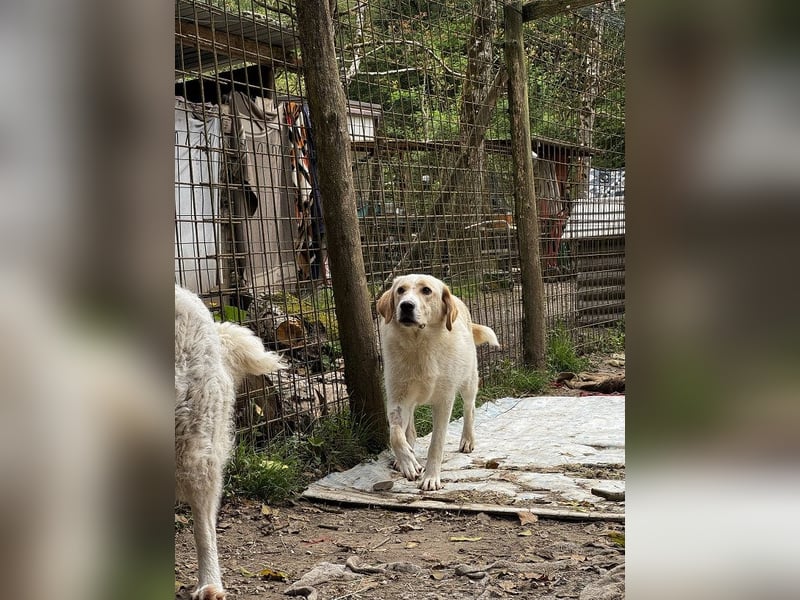 Hillary - Schüchternes Karamellöhrchen sucht Zuhause