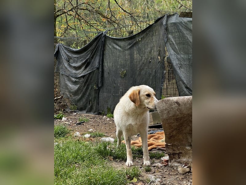 Hillary - Schüchternes Karamellöhrchen sucht Zuhause