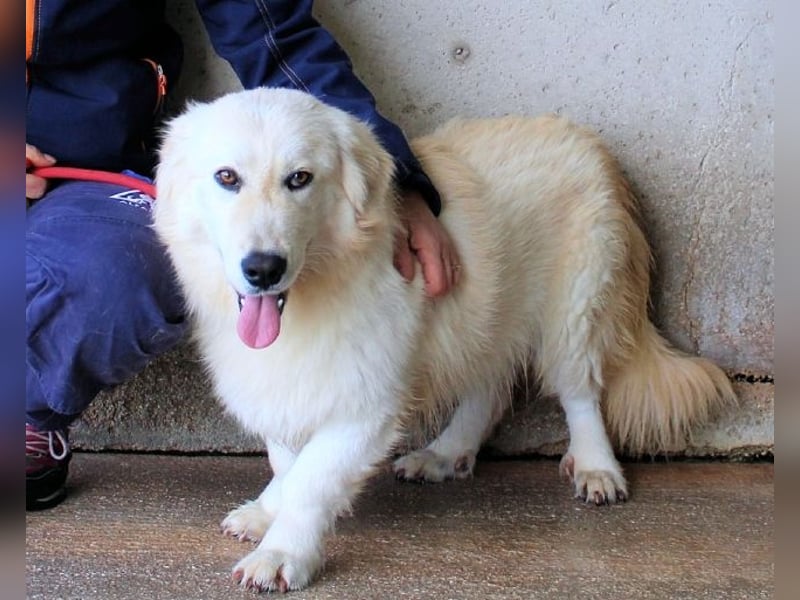 Ricoardo - Kleiner Hund ganz groß