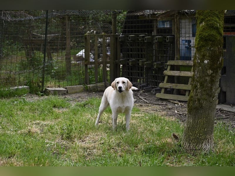 Hillary - Schüchternes Karamellöhrchen sucht Zuhause