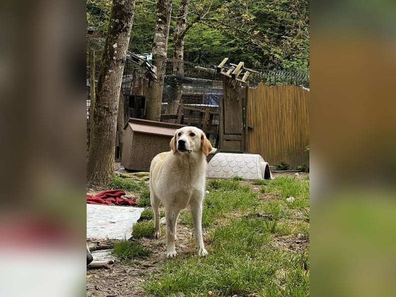 Hillary - Schüchternes Karamellöhrchen sucht Zuhause