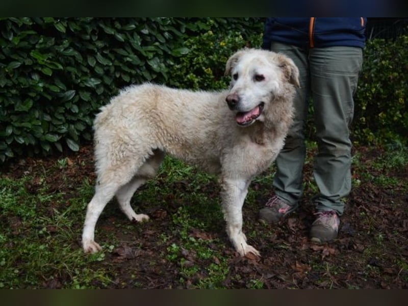 Generosa - Ein Adler bleibt ein Adler...