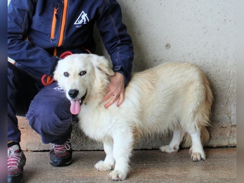 Ricoardo - Kleiner Hund ganz groß