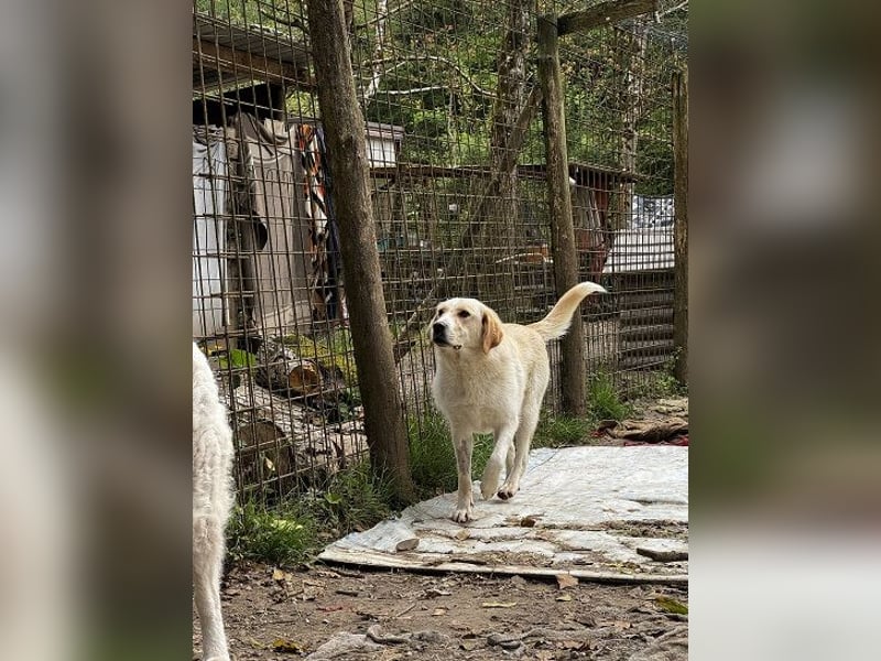 Hillary - Schüchternes Karamellöhrchen sucht Zuhause