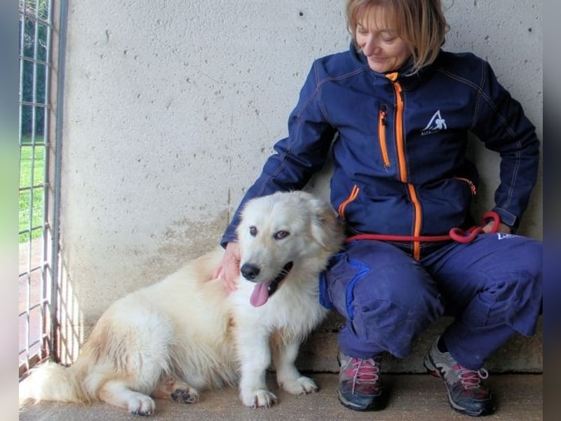 Ricoardo - Kleiner Hund ganz groß