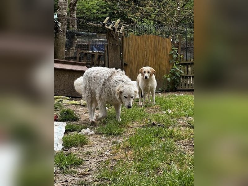 Hillary - Schüchternes Karamellöhrchen sucht Zuhause