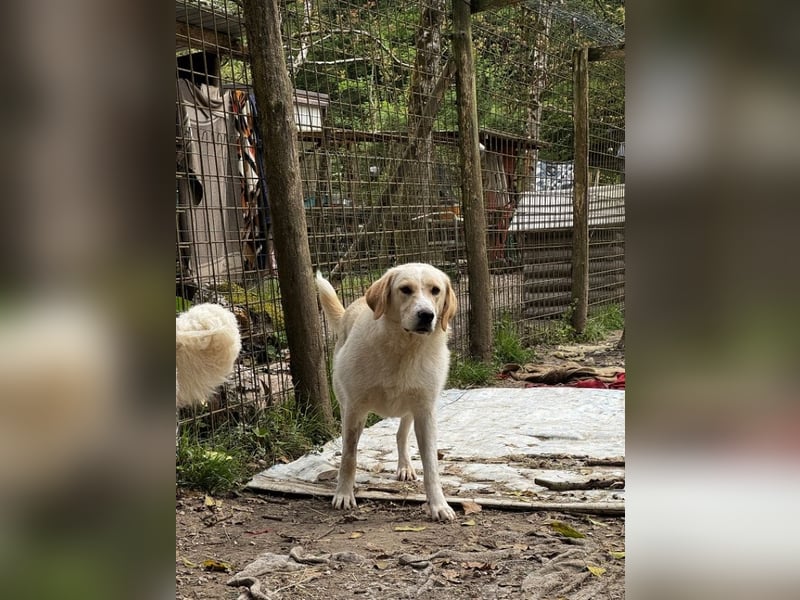 Hillary - Schüchternes Karamellöhrchen sucht Zuhause