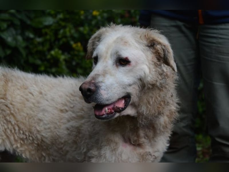 Generosa - Ein Adler bleibt ein Adler...