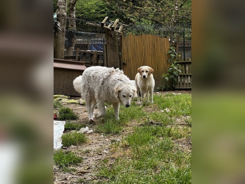 Hillary - Schüchternes Karamellöhrchen sucht Zuhause