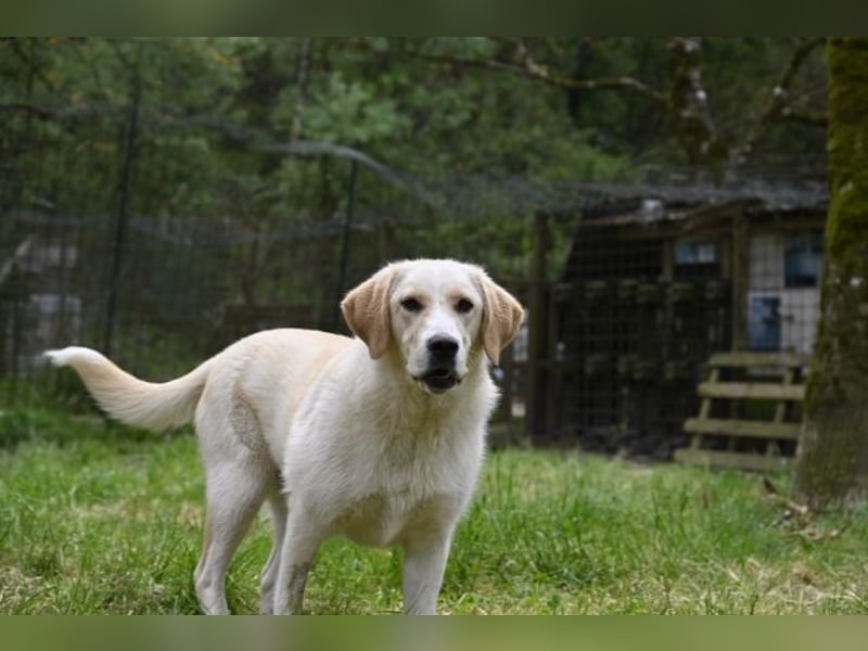Hillary - Schüchternes Karamellöhrchen sucht Zuhause