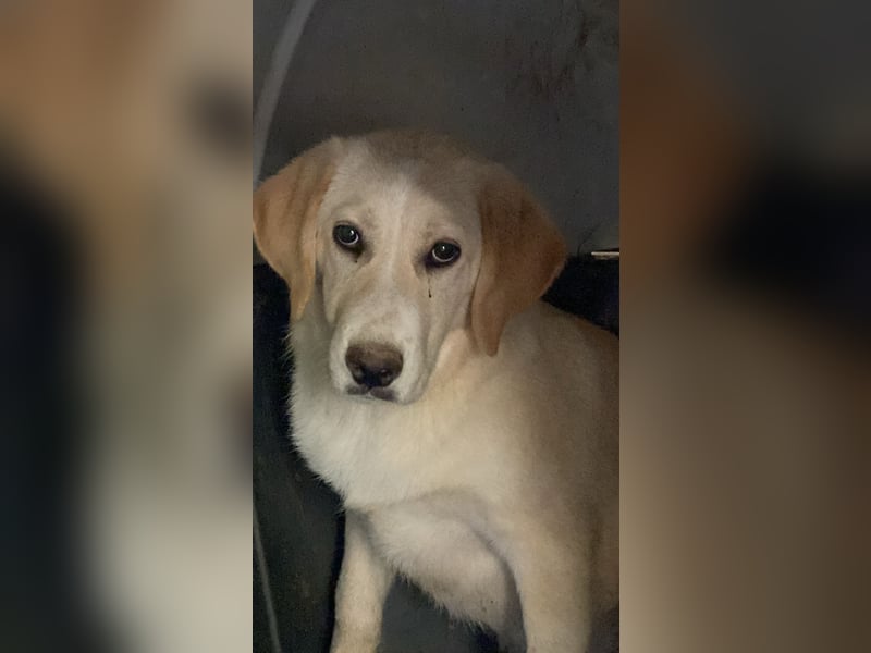 Hillary - Schüchternes Karamellöhrchen sucht Zuhause