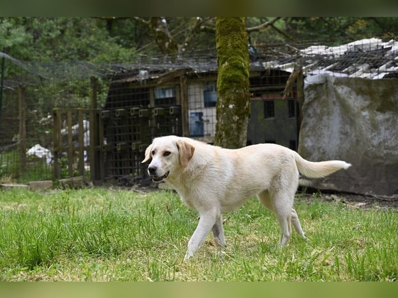 Hillary - Schüchternes Karamellöhrchen sucht Zuhause