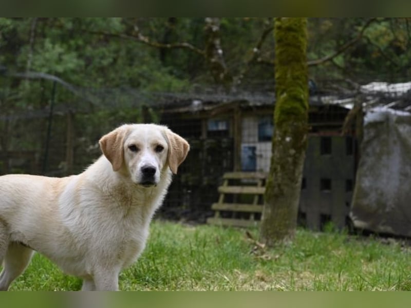 Hillary - Schüchternes Karamellöhrchen sucht Zuhause