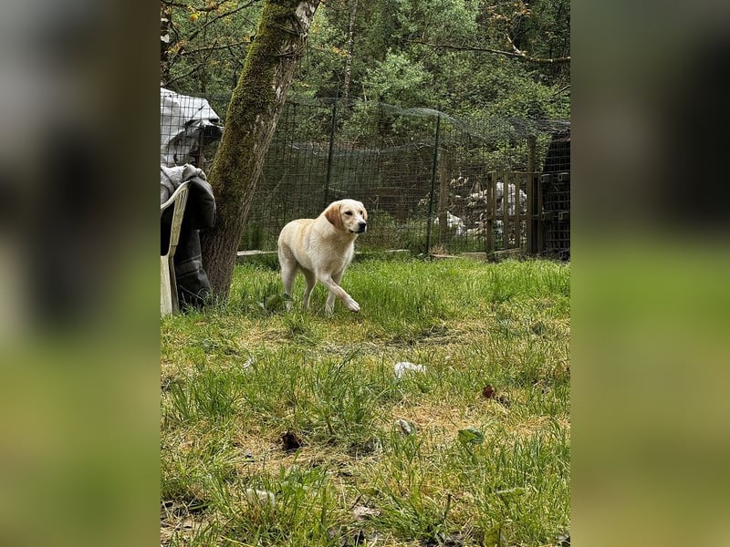 Hillary - Schüchternes Karamellöhrchen sucht Zuhause
