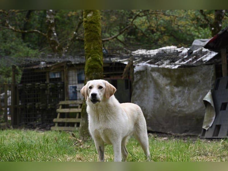 Hillary - Schüchternes Karamellöhrchen sucht Zuhause