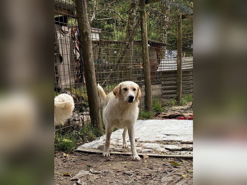 Hillary - Schüchternes Karamellöhrchen sucht Zuhause
