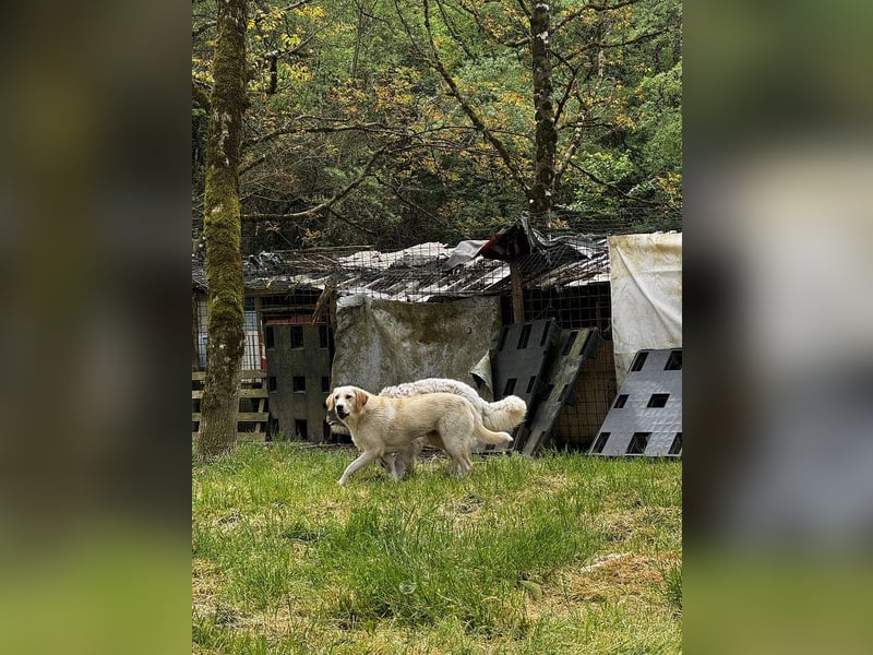 Hillary - Schüchternes Karamellöhrchen sucht Zuhause