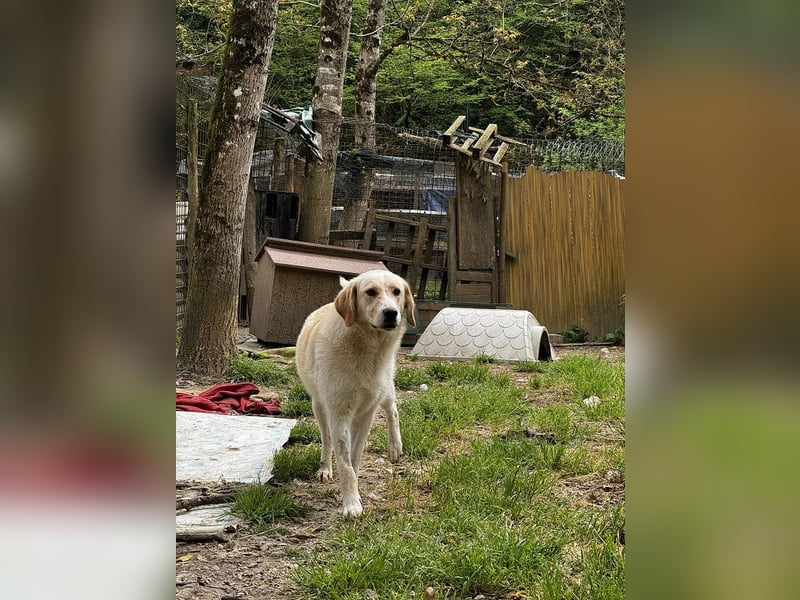 Hillary - Schüchternes Karamellöhrchen sucht Zuhause