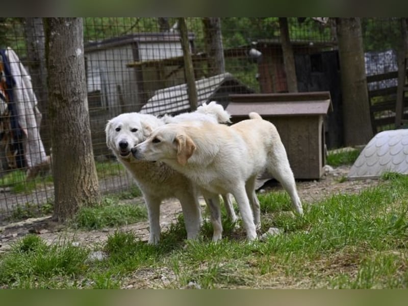 Hillary - Schüchternes Karamellöhrchen sucht Zuhause