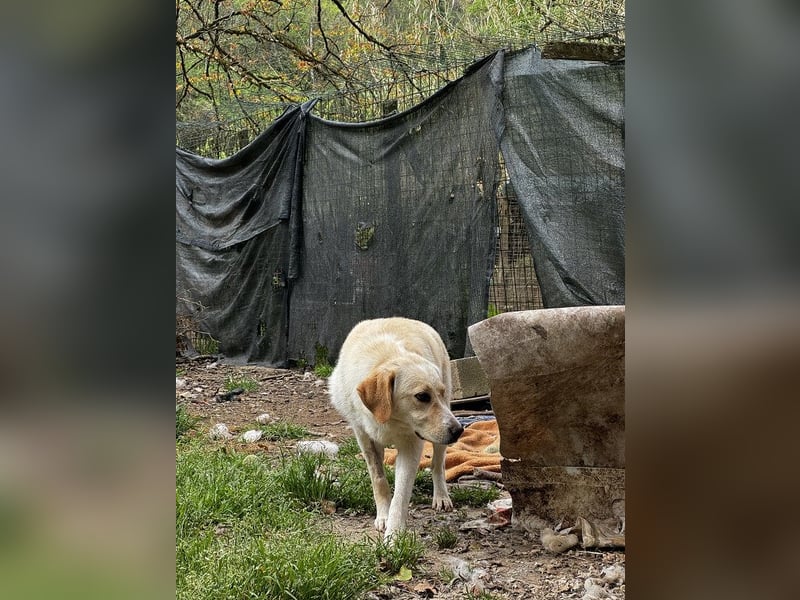 Hillary - Schüchternes Karamellöhrchen sucht Zuhause