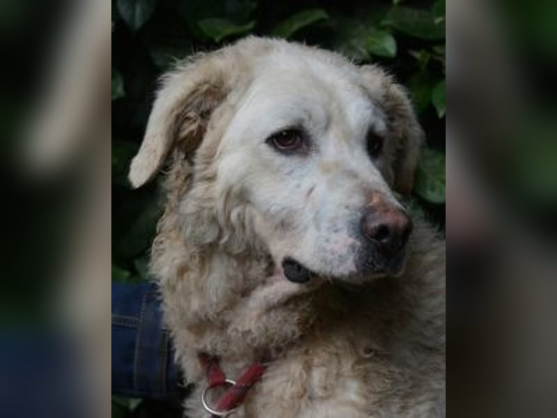 Generosa - Ein Adler bleibt ein Adler...