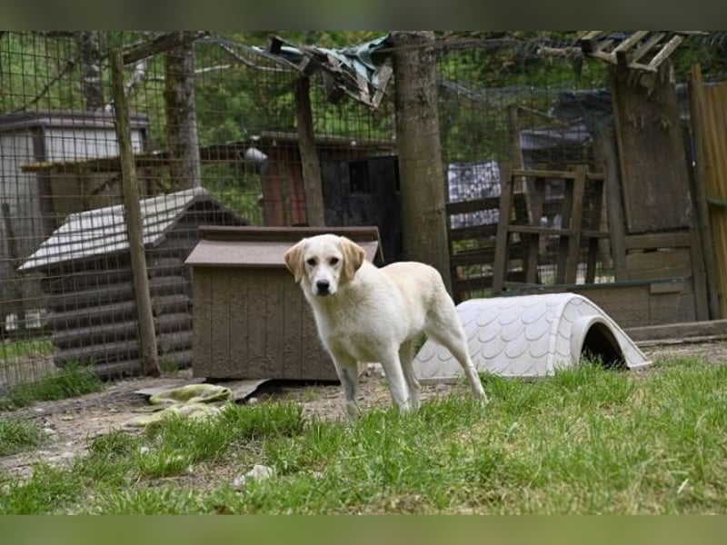 Hillary - Schüchternes Karamellöhrchen sucht Zuhause