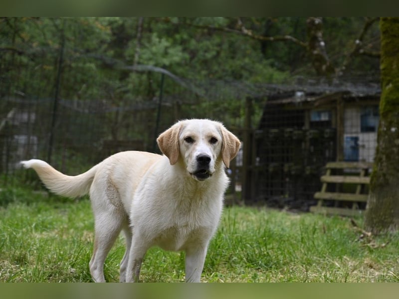 Hillary - Schüchternes Karamellöhrchen sucht Zuhause