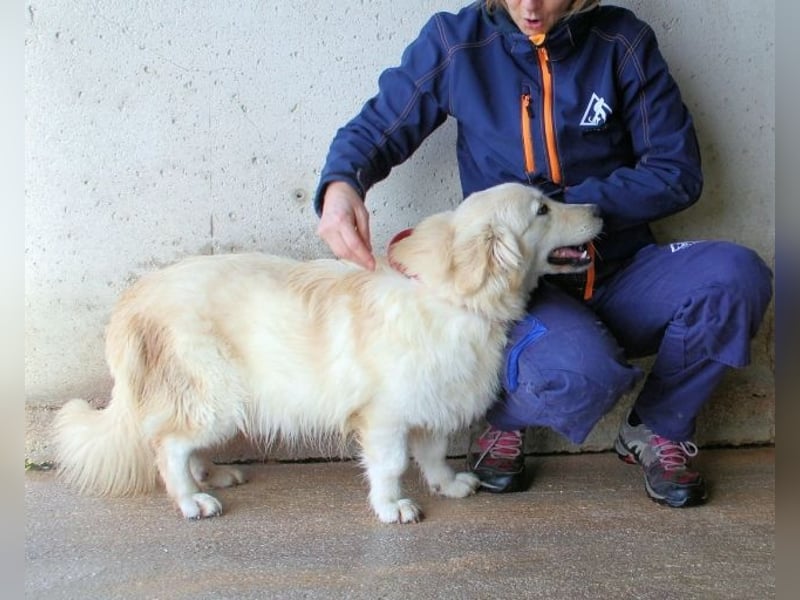 Ricoardo - Kleiner Hund ganz groß