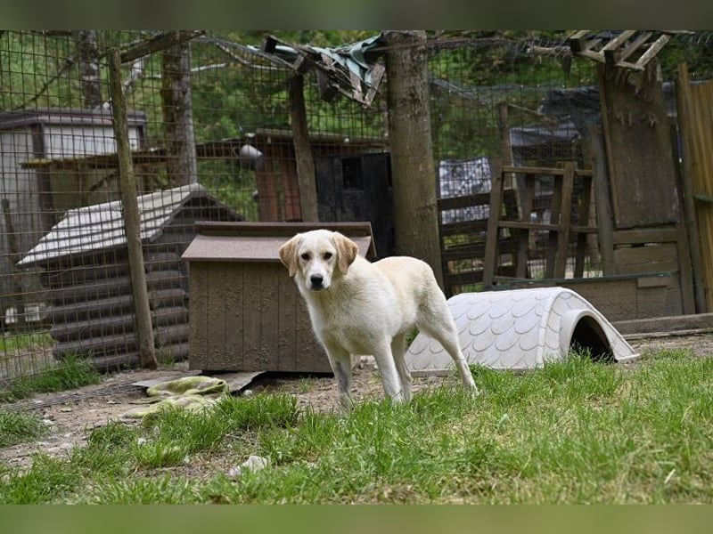 Hillary - Schüchternes Karamellöhrchen sucht Zuhause