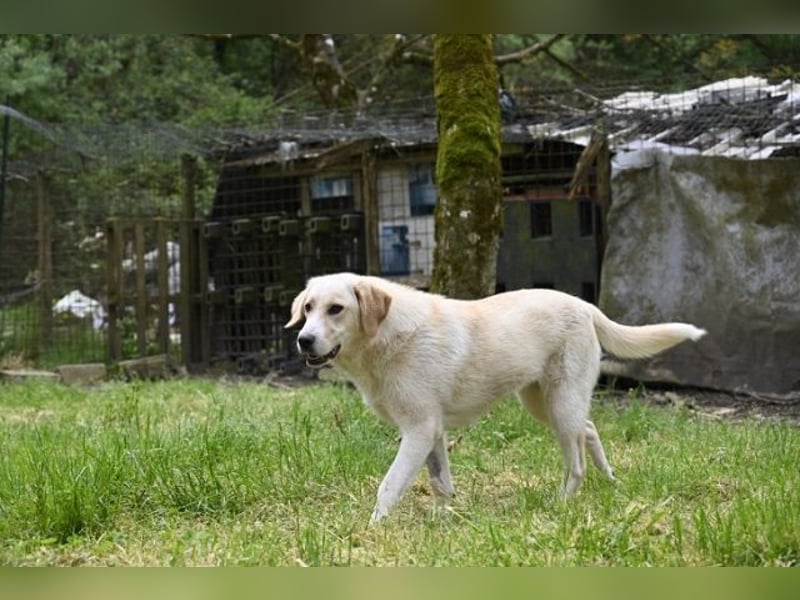 Hillary - Schüchternes Karamellöhrchen sucht Zuhause
