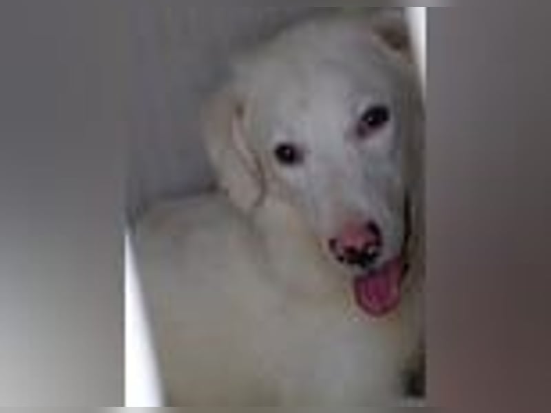 Monica- eine sanfte Seele im Schatten