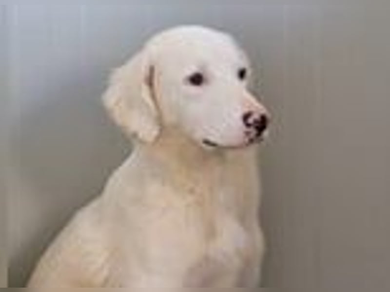 Monica- eine sanfte Seele im Schatten