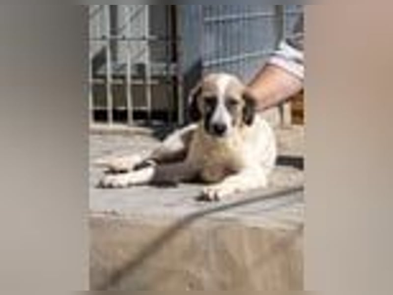 Bora - auf Pflegestelle in D