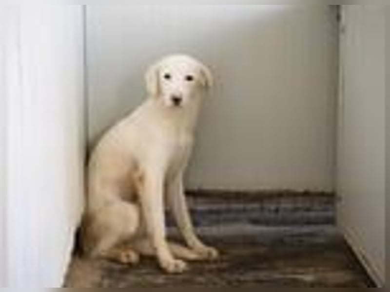 Monica- eine sanfte Seele im Schatten