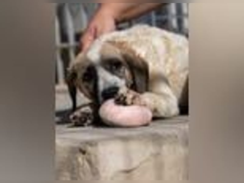 Bora - süßeste Versuchung fürs neue Jahr