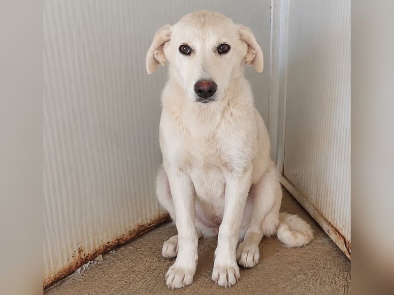 Faro: ich wäre gern Familienhund