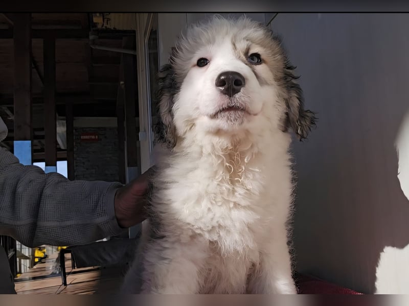 Balma: unschuldig hinter Gitter