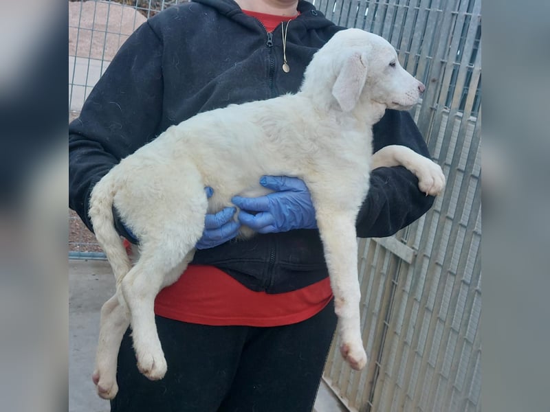 Biba: so klein und so allein