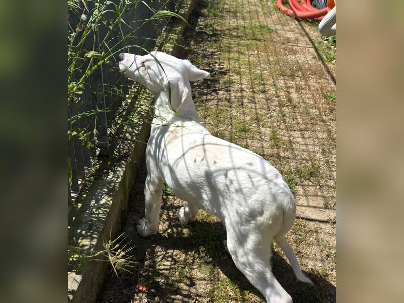 Seppelino: ein "Seppl" zum lieb haben