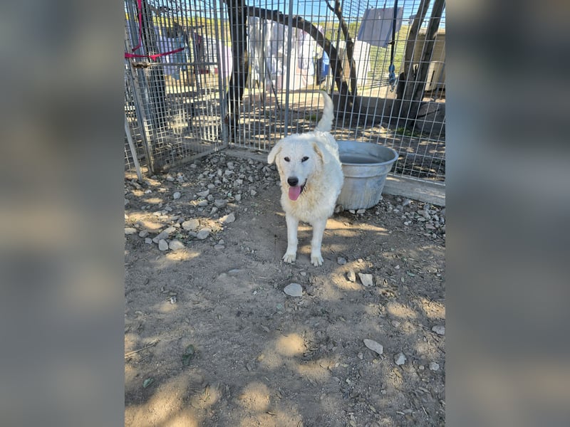 Taco: 4 Pfoten suchen Streichelhände