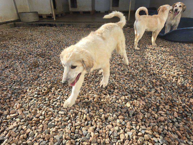 Tancredi: ein Wuschel zum Verlieben