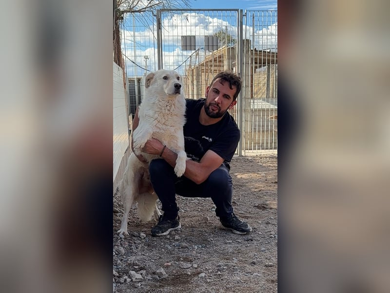 Speank: unsichtbares Hundeherz