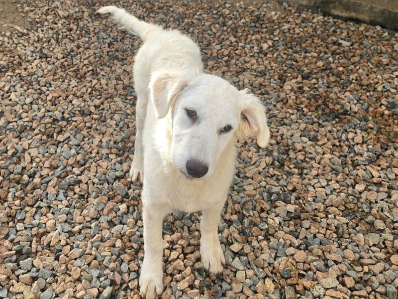 Taco: ein Wuschel zum Verlieben