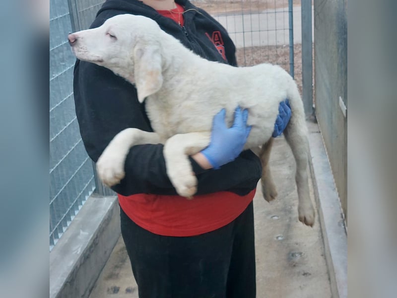 Bibo: so klein und so allein