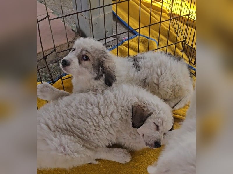 Balma: unschuldig hinter Gittern