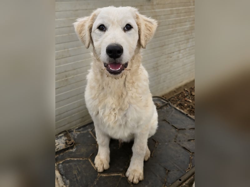 Taco: ein Schatz mit Herz und ganz viel Lebensfreude