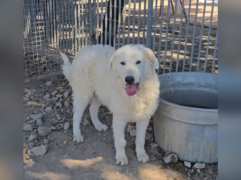 Taco: 4 Pfoten suchen Streichelhände