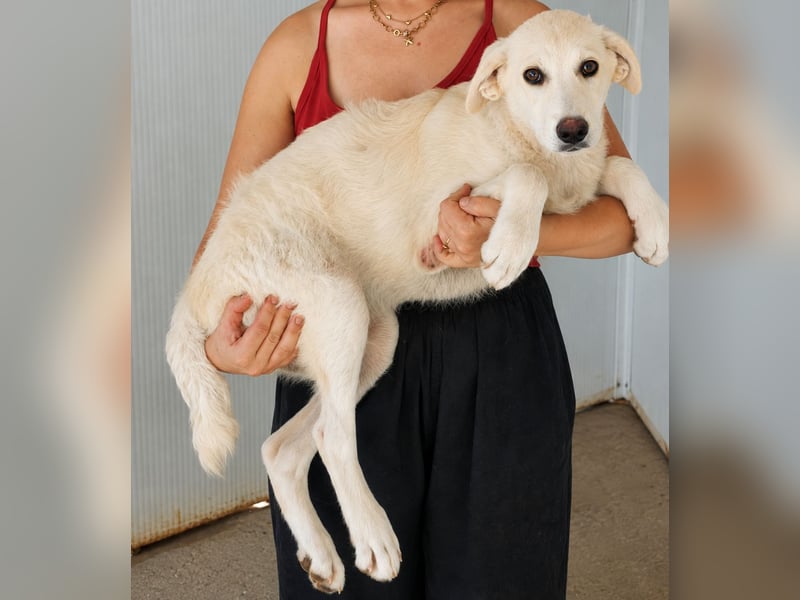 Faro: ich wäre gern Familienhund